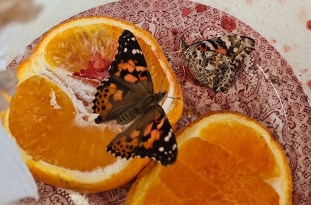 schmetterling orange
