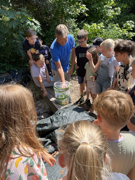 schmetterling frei 1