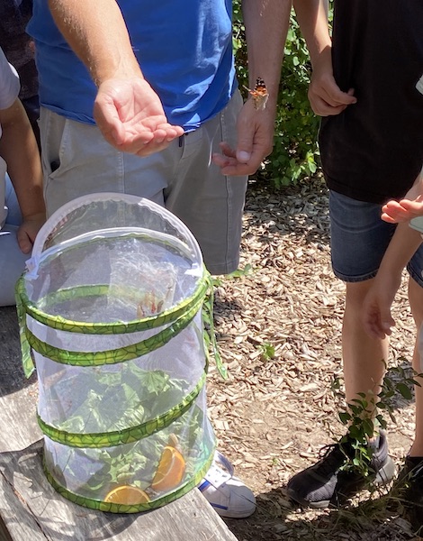 schmetterling frei 2